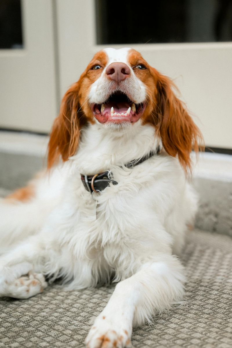 12 fun-loving dog breeds experts say instantly lift the mood around them 10 Brittany