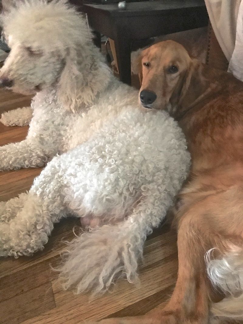 Thinking about a second dog? These 10 breed pairings often work beautifully – plus 2 unexpected matches 3 Golden Retriever + Standard Poodle
