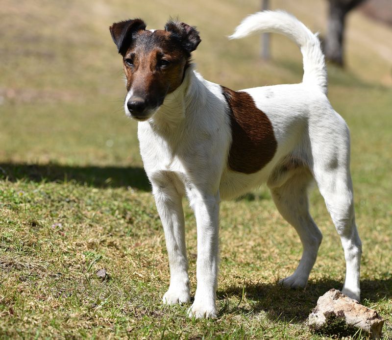 16 dog breeds that make digging look less like a habit and more like a mission 17 Smooth Fox Terrier