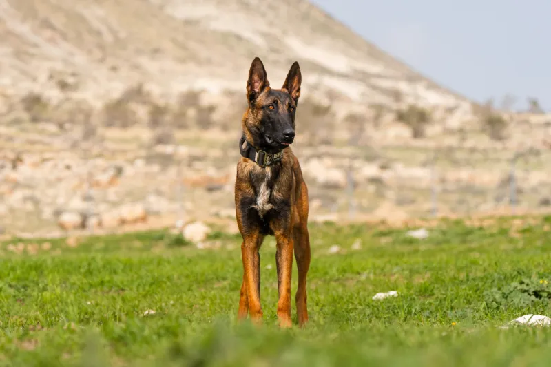 Belgian Malinois