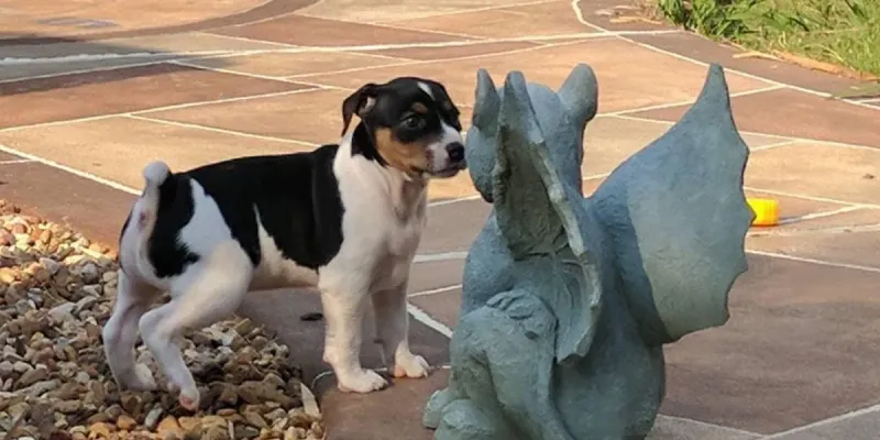 Give your dog time to explore at their pace