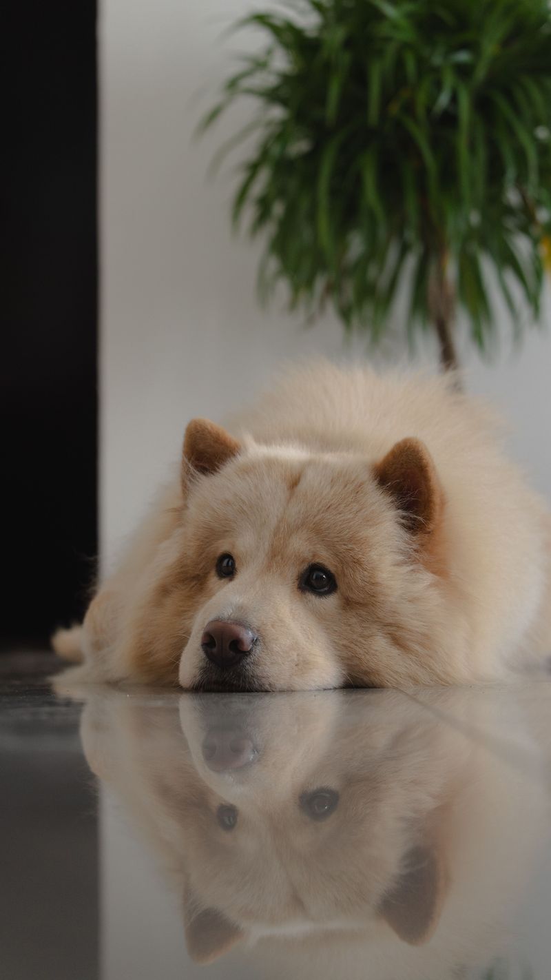 Some dogs climb into your lap - These 10 breeds may prefer loving you from across the room 4 Chow Chow