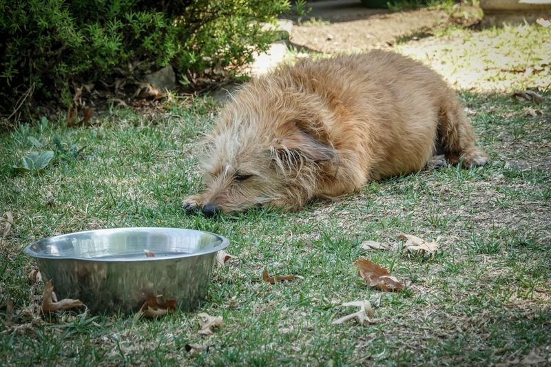 Dogs who dig up the yard are usually trying to tell you one of these 9 things 3 It is too hot out here