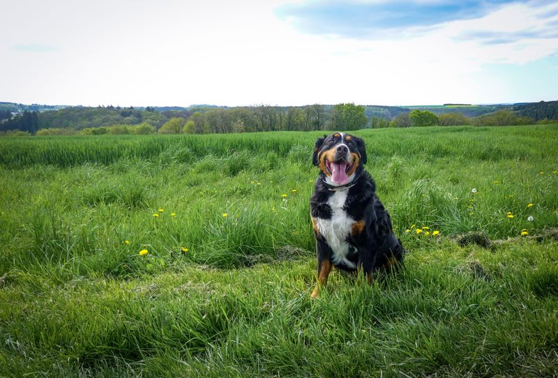 People choose these 12 dog breeds for one reason - but end up loving them for another 12 Bernese Mountain Dog