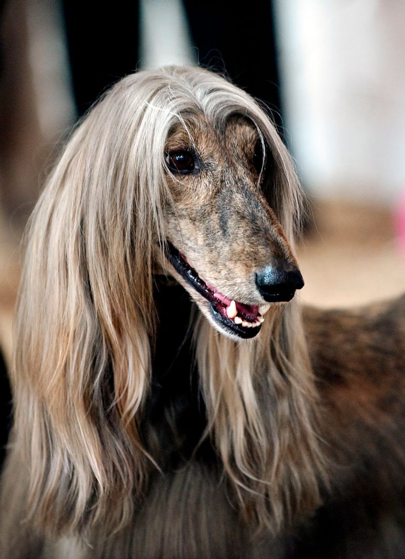 Strong recall doesn't automatically make these 10 breeds ideal off-leash candidates 11 Afghan Hound