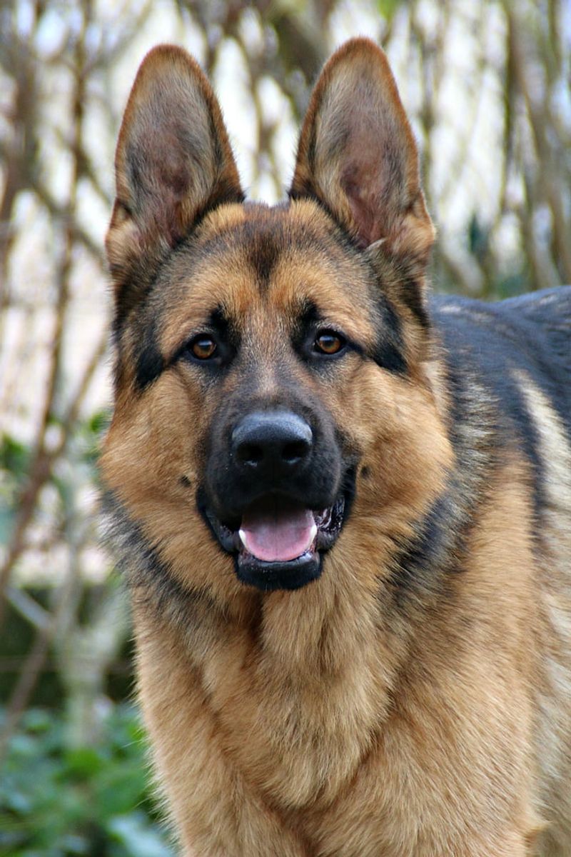 14 Protective Dog Breeds That Stay Loyal and Focused on Their Family 2 German Shepherd