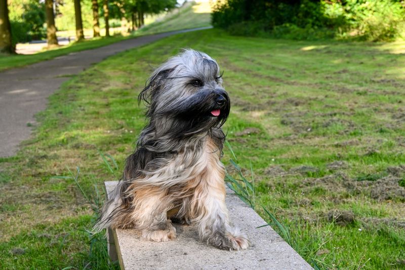Everyone recognizes the famous breeds - These dogs earn their fans much more quietly 10 Tibetan Terrier