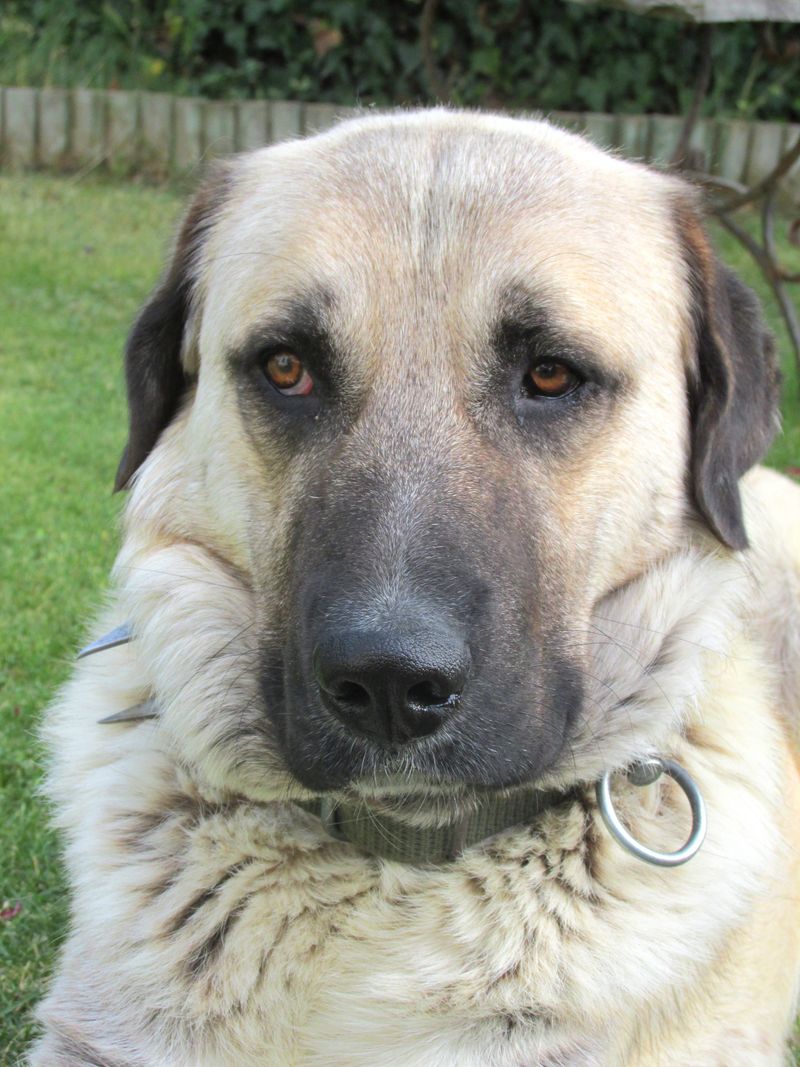 Some dogs charge into trouble - These breeds would rather figure out whether trouble is worth it 9 Anatolian Shepherd Dog