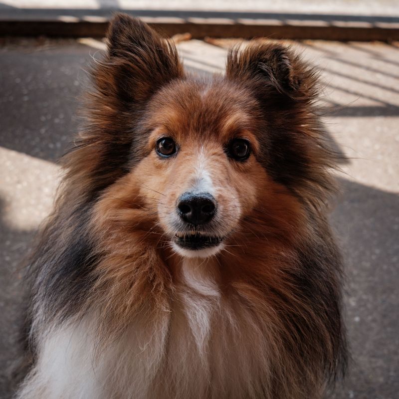 Food isn't the only reward that keeps these responsive dog breeds engaged 5 Shetland Sheepdog