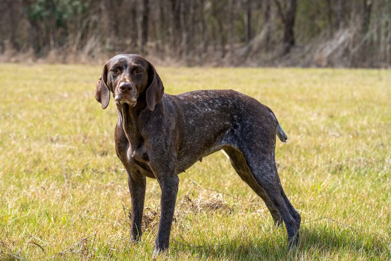 10 dog breeds that weren't built for ordinary household life - plus 3 companions that seem made for it 7 German Shorthaired Pointer