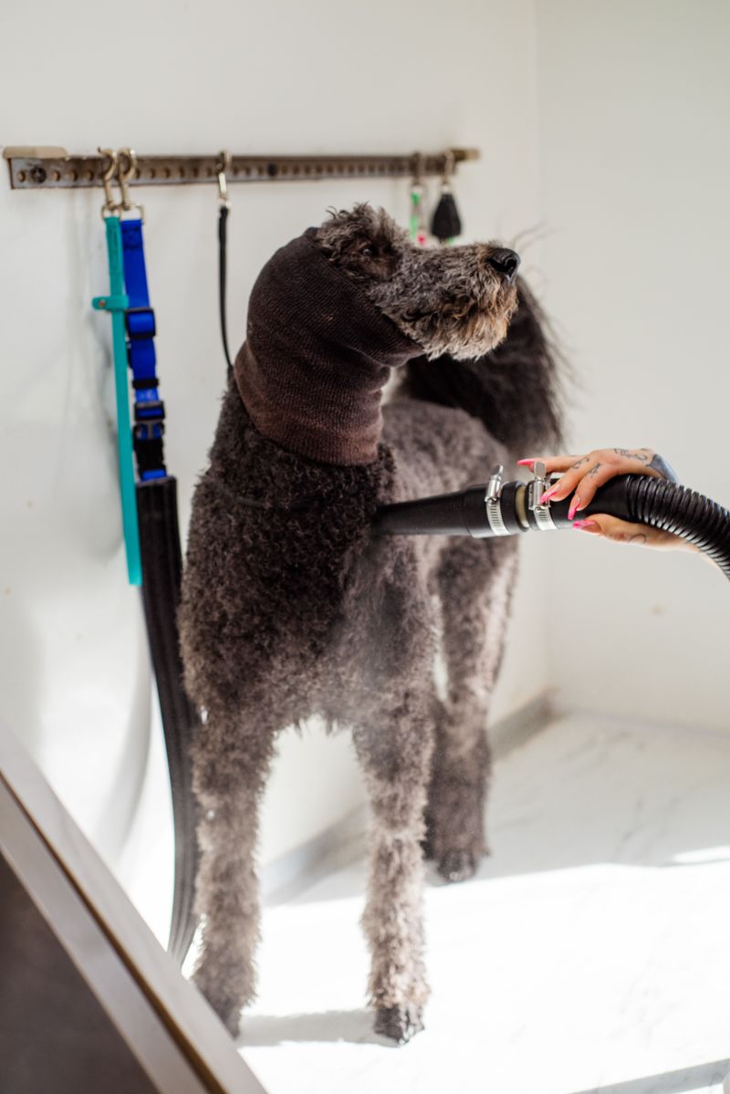 If your dog hates baths, these 9 changes make grooming day peaceful again 9 Rethink the Blow Dryer