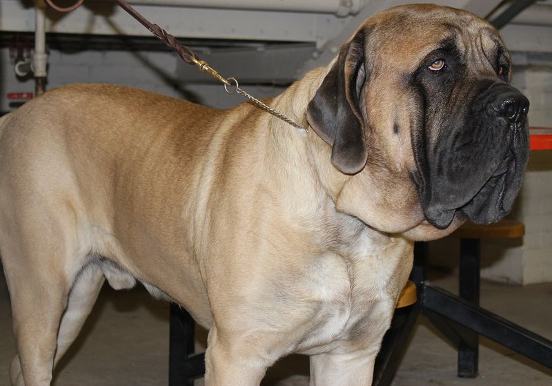 English Mastiff