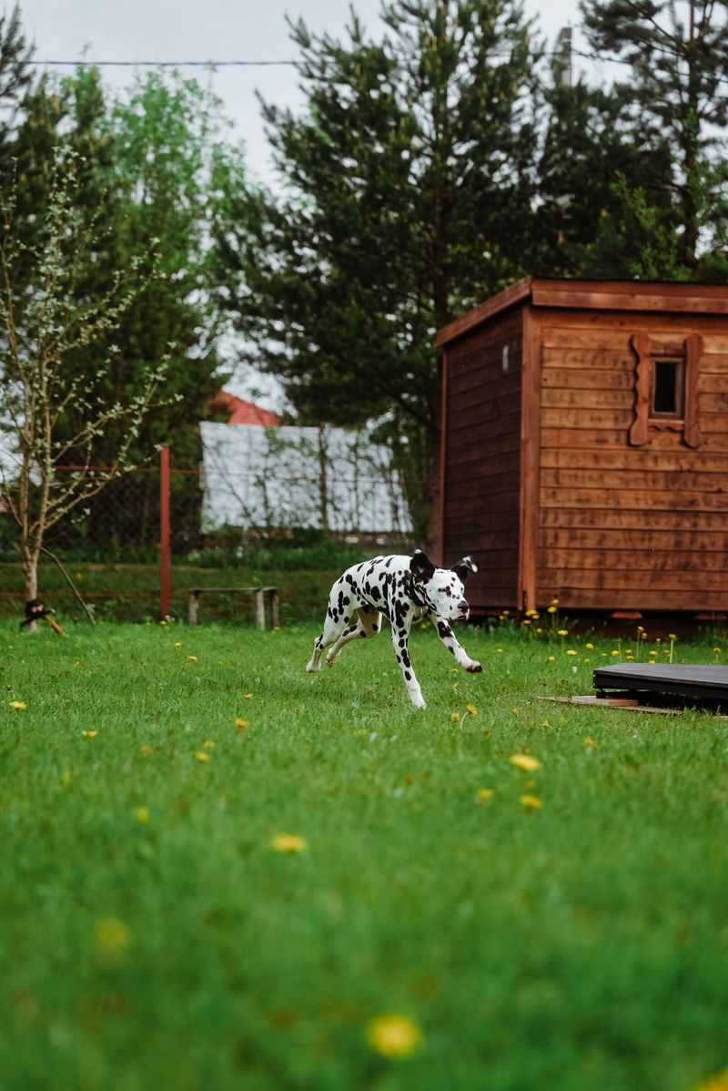 These dog breeds won't complain when your idea of relaxing involves getting outside 5 Dalmatian