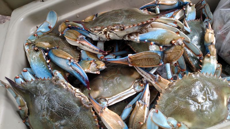 Friday Blue Crab Pickups