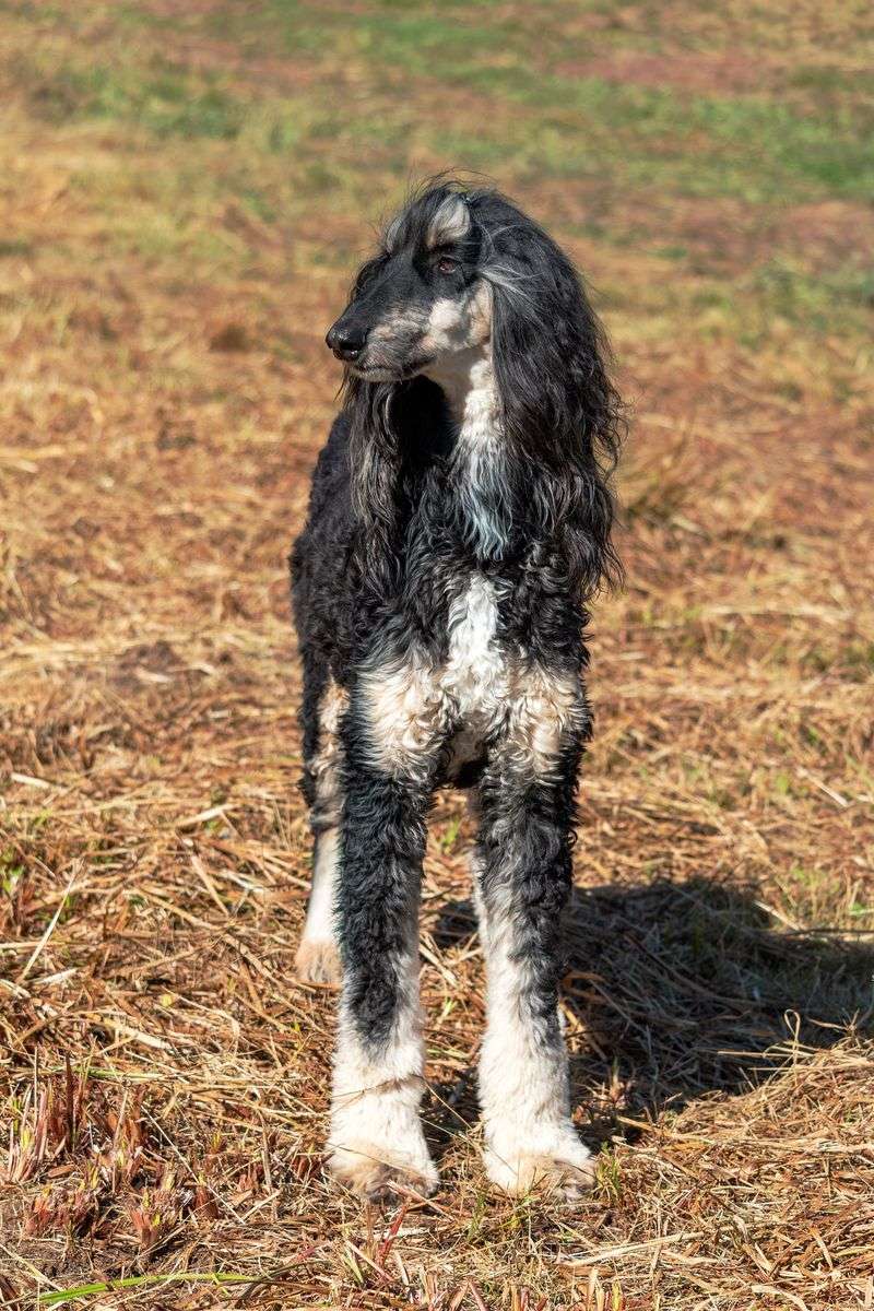 Think your recall is flawless? These dog breeds can find a reason to test that confidence 9 Afghan Hound