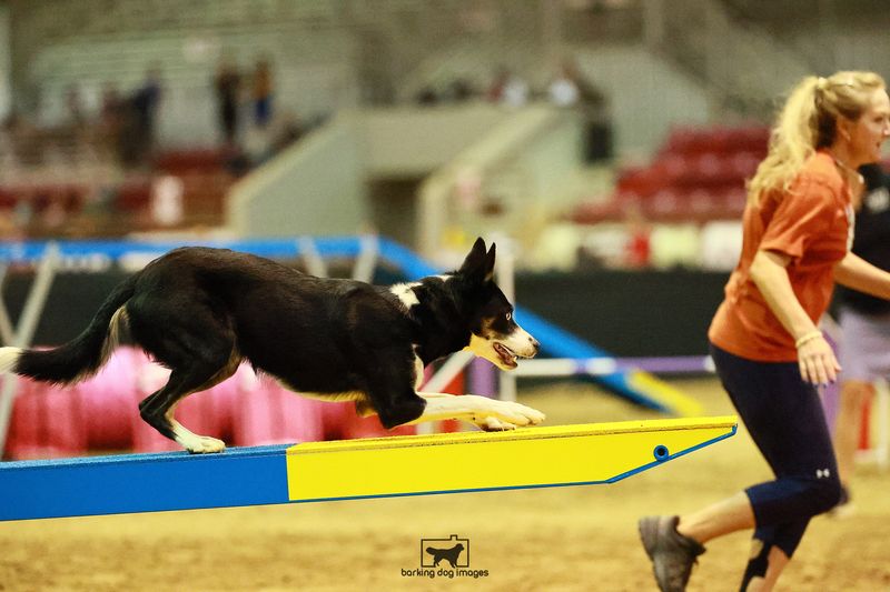 Border Collie