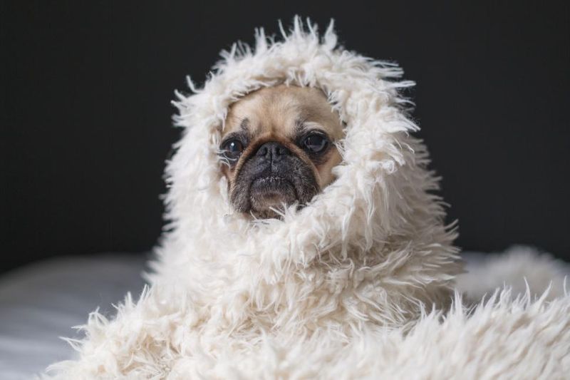 12 dog breeds so charming owners ignore every bad habit 5 Pug