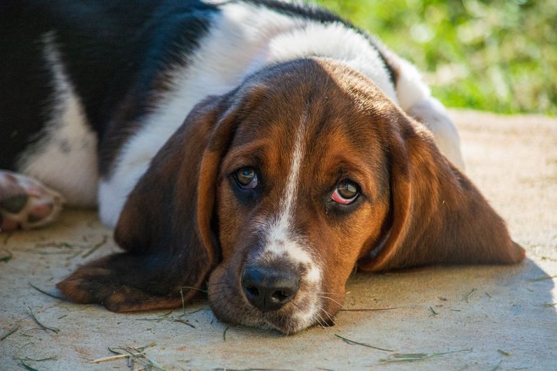 Some dog breeds are perfectly happy slowing life down once the adventure is over 15 Basset Hound
