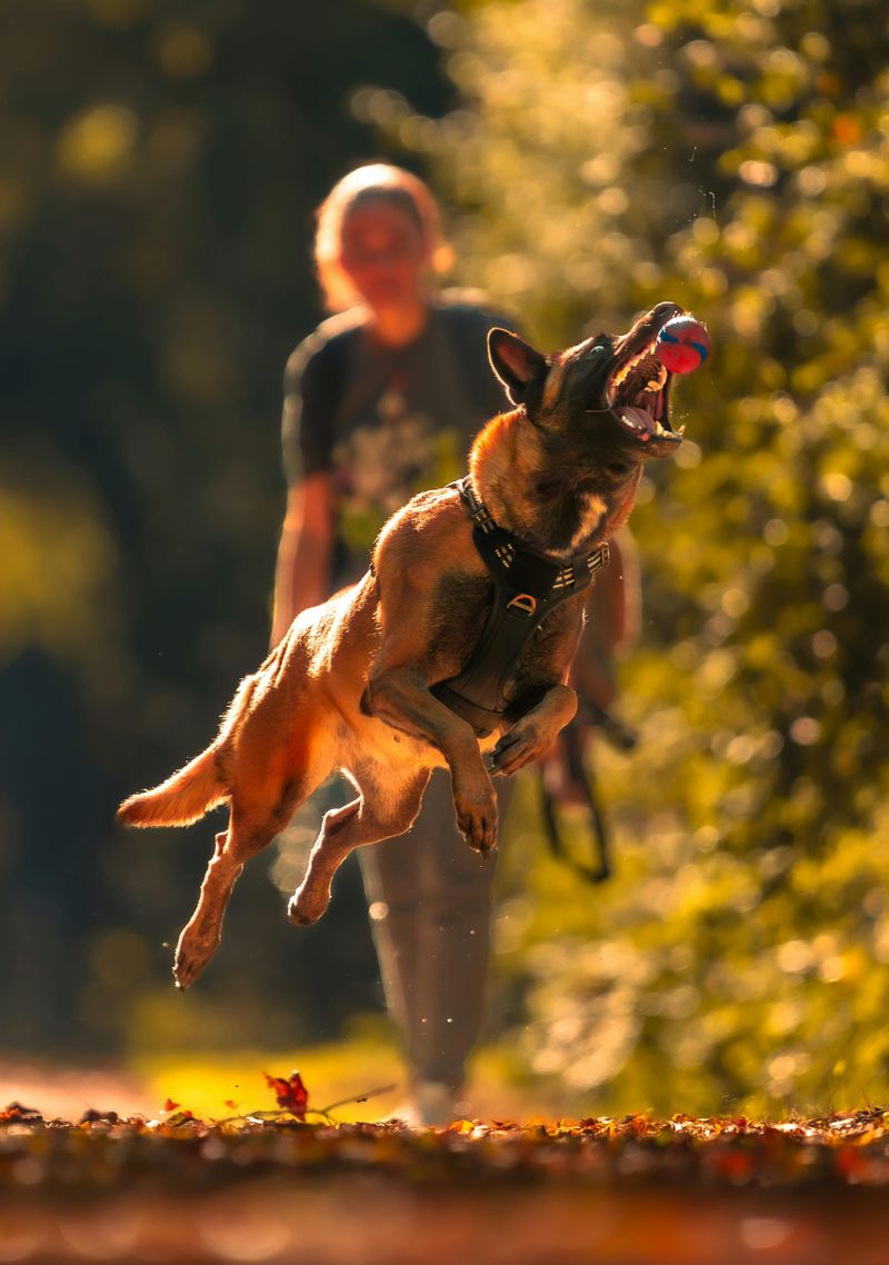 16 breeds that get weirdly competitive over toys 11 Belgian Malinois
