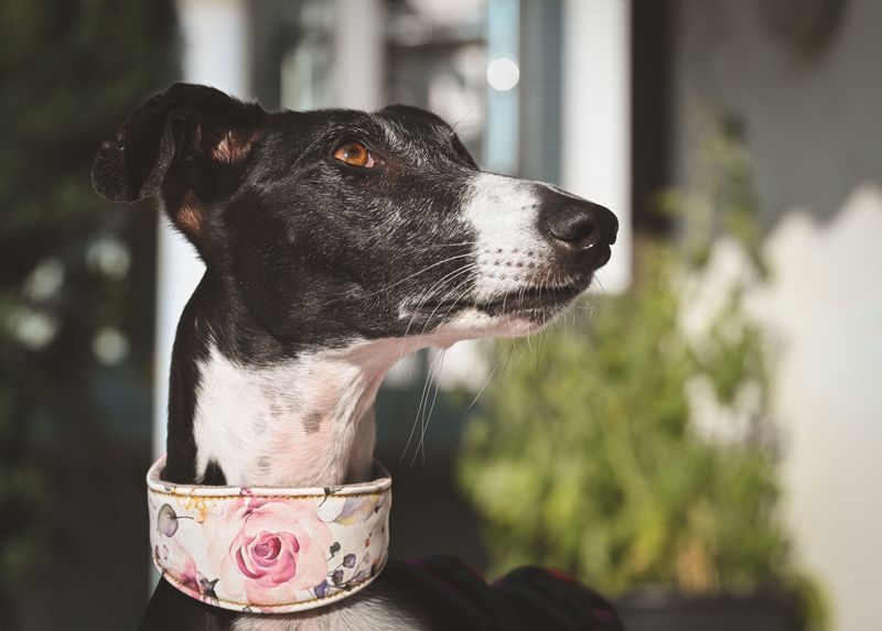 Whippet: A Sun-Loving Sprinter With Limits