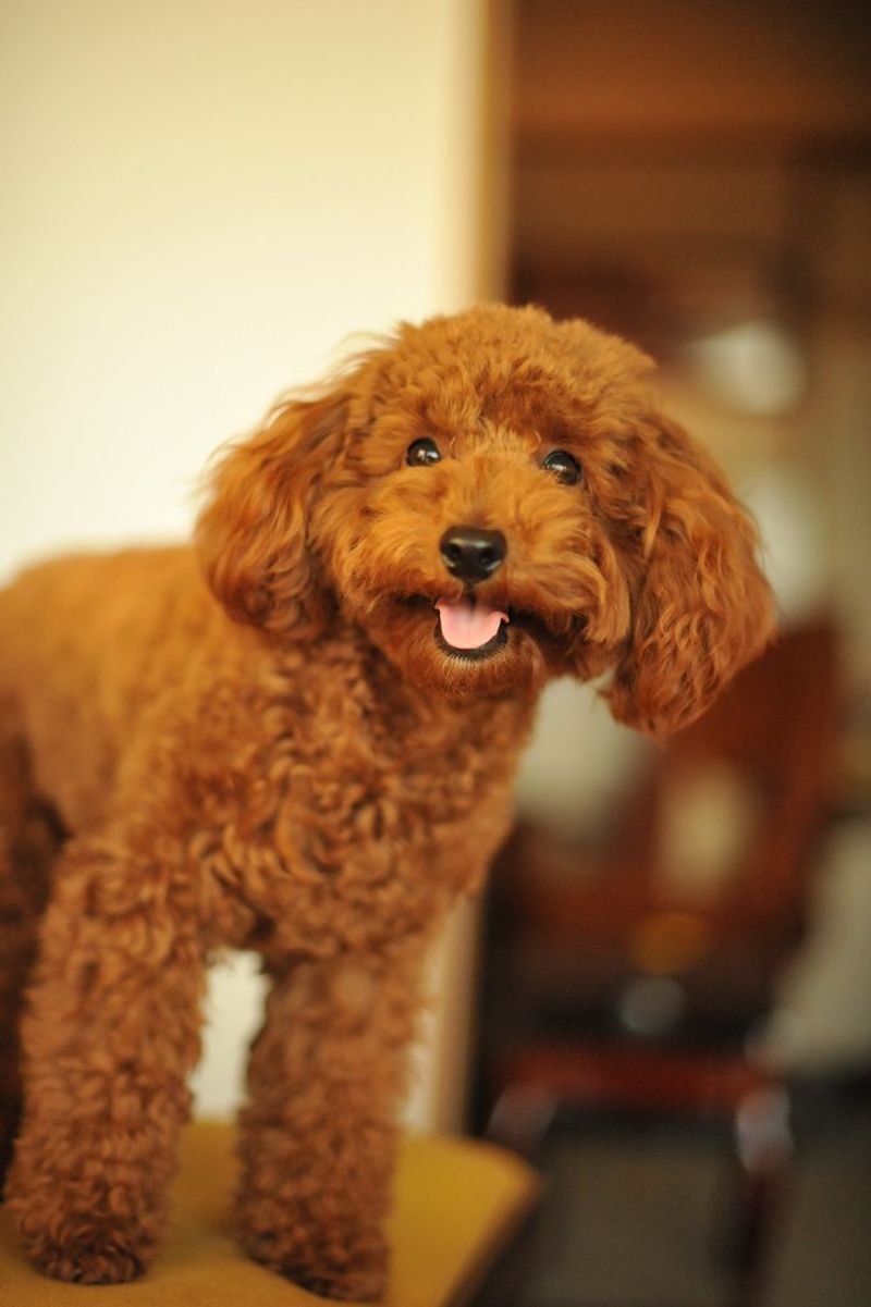 Toy Poodle