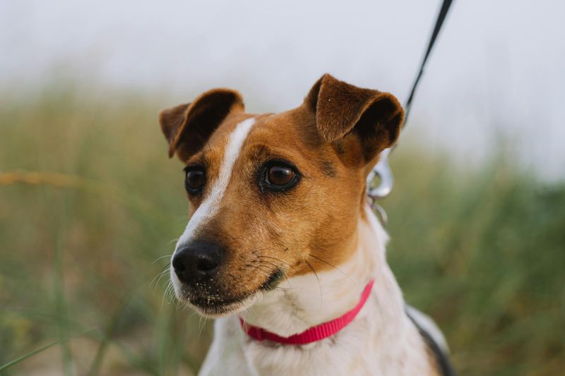 Jack Russell Terrier