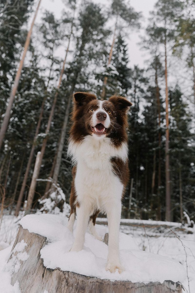19 dog breeds that have origins tied to extremely specific jobs most people rarely think about 7 Border Collie