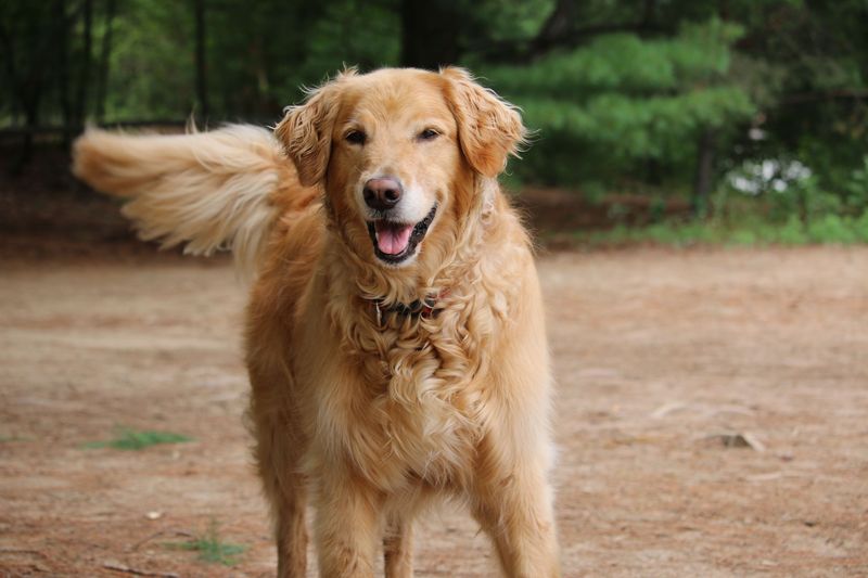 Love a sociable companion? These 10 breeds may fit - plus 3 more reserved alternatives 8 Golden Retriever: Sunshine on Four Legs