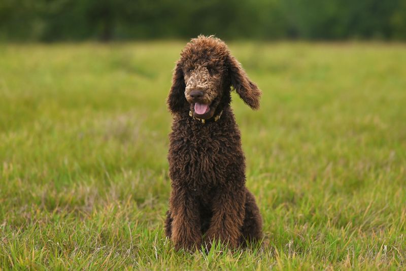 No two days feel the same with these unforgettable dog breeds 5 Standard Poodle