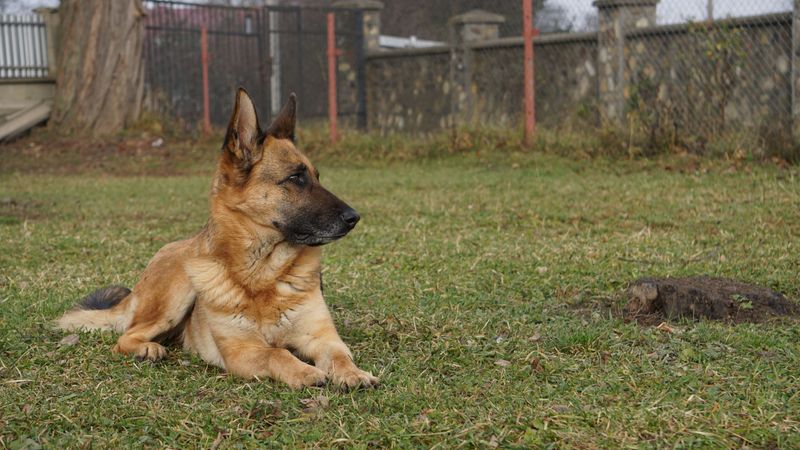Everyone looks relaxed - These dogs may still be watching the one thing that changed 3 German Shepherd: A Sound Beyond the Fence