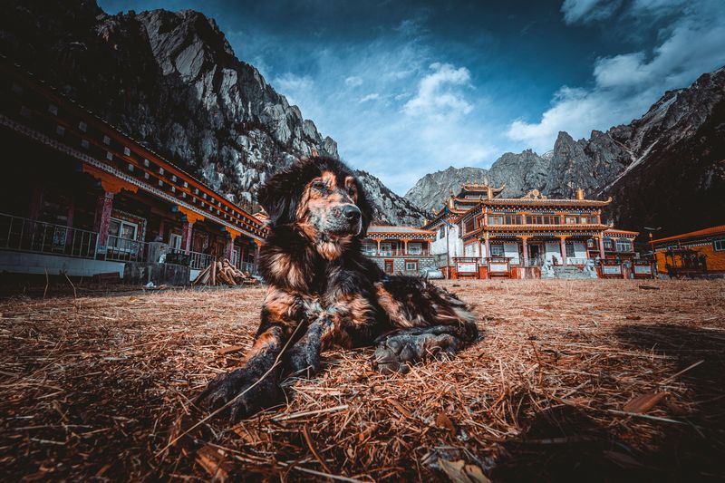 Some dog breeds choose cool floors for reasons many owners misunderstand 12 Tibetan Mastiff