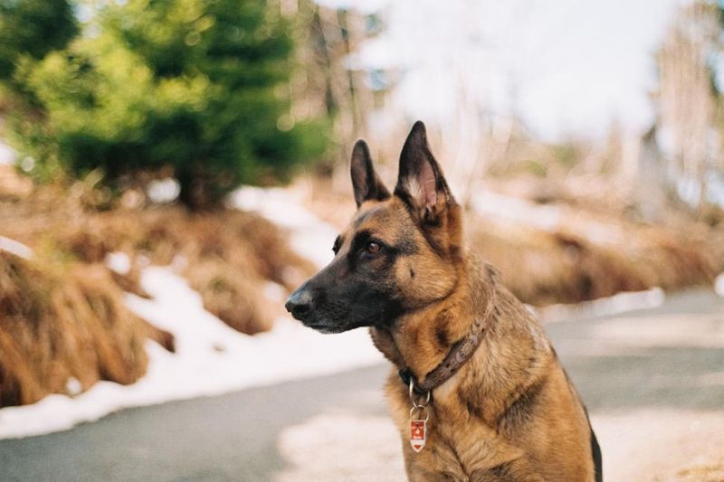 These 10 clues help explain whether your dog's behavior is loyalty or stress 4 Relaxed waiting is loyalty