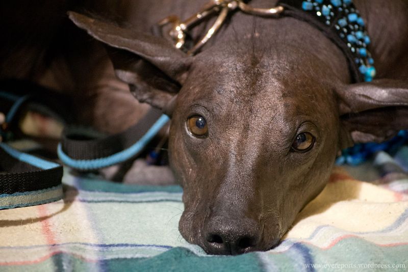 Peruvian Inca Orchid