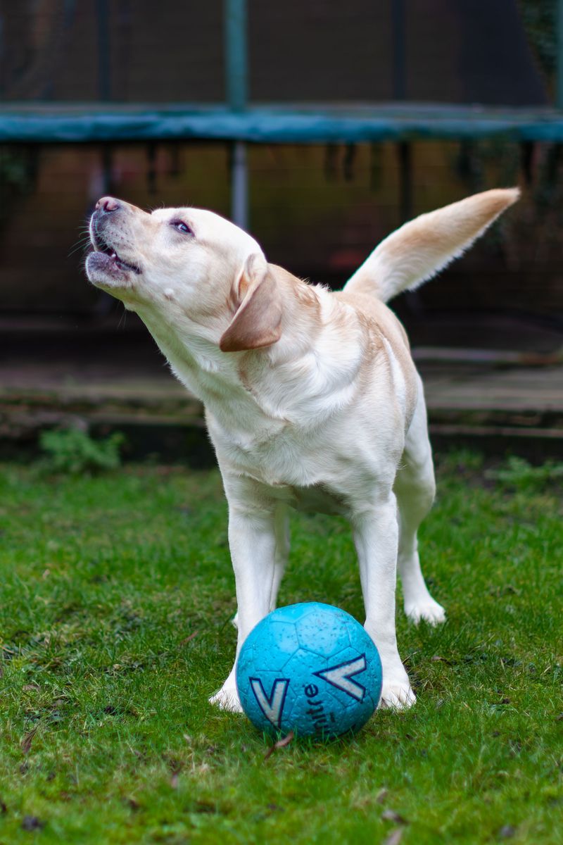 Skip the expert-level challenge for your first dog - these breeds may give beginners room to actually enjoy learning 3 Labrador Retriever