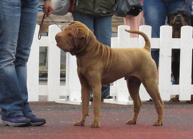 The “Dog Manners in Public” Debate Is Back - 12 Breeds Owners Say Get Judged Instantly 7 Shar Pei