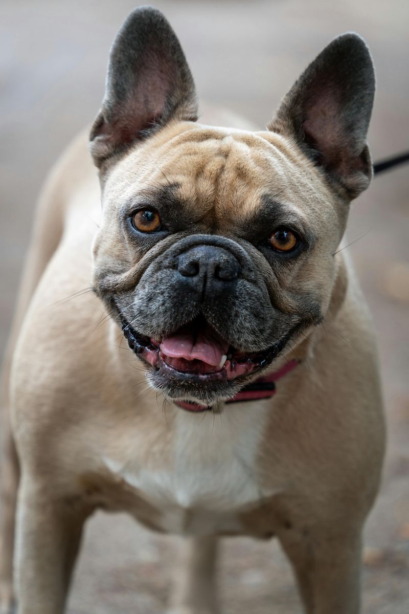 French Bulldog