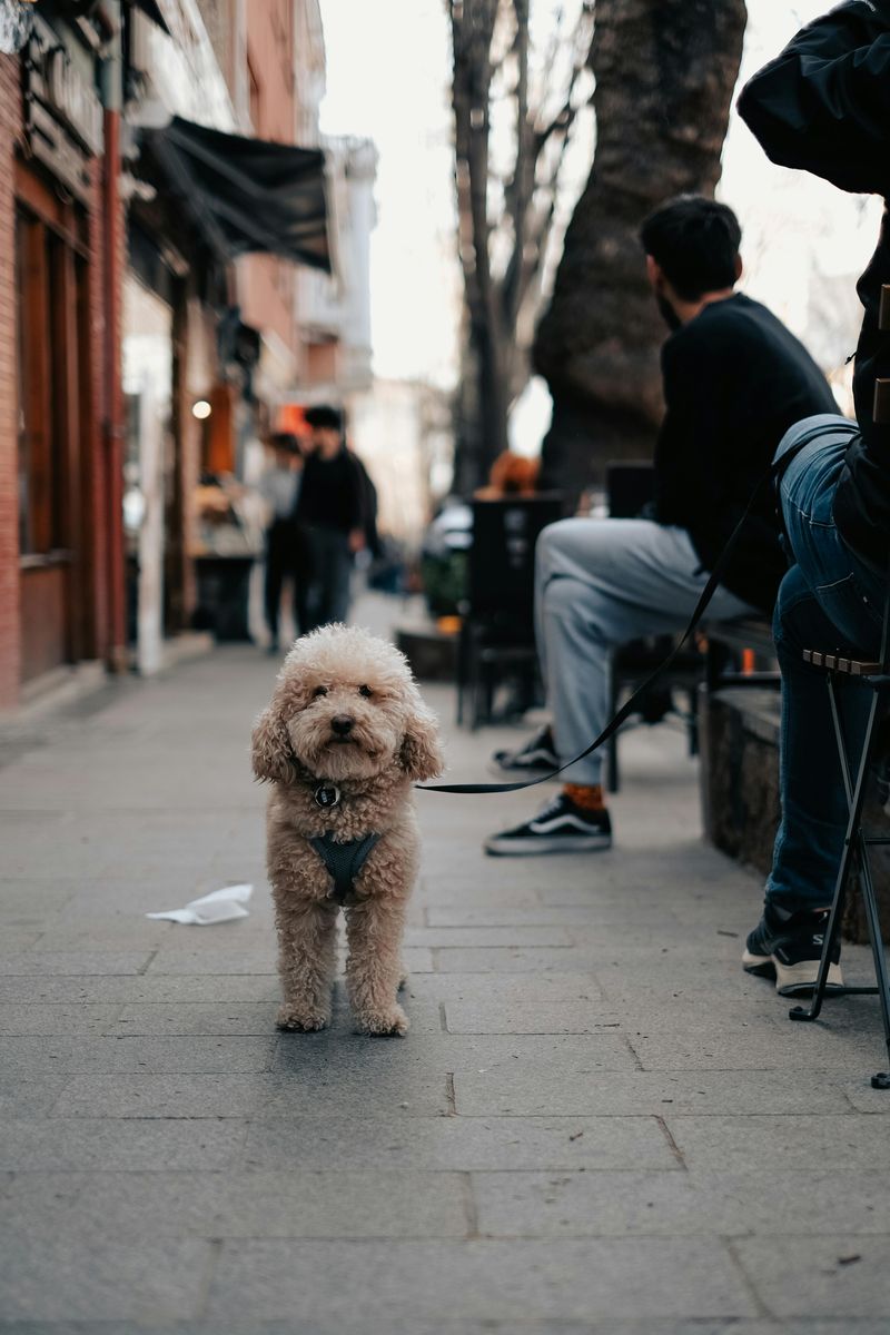 Toy Poodle