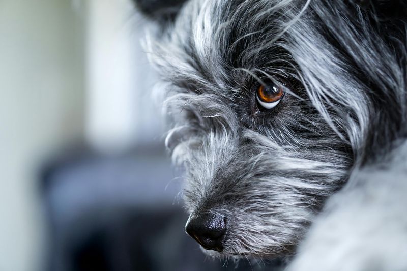 Affenpinscher