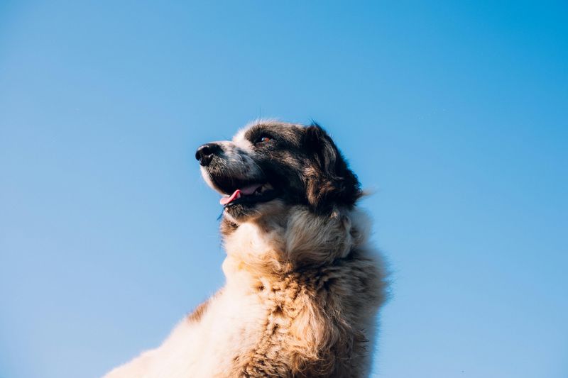 Romanian Carpathian Shepherd
