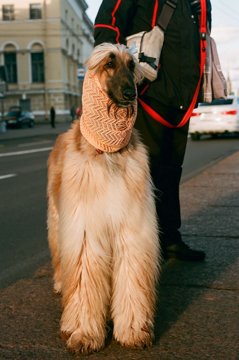 Think your dog didn't hear you? These breeds may understand perfectly and still make their own decision 9 Afghan Hound