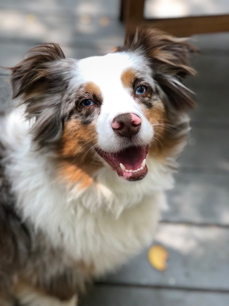 12 dogs that become far easier to live with once routines are respected and maintained 5 Australian Shepherd