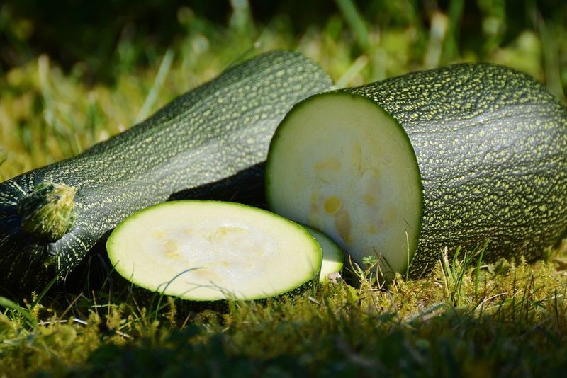 19 Safe and Nutritious Vegetables Dogs Can Enjoy 8 Zucchini