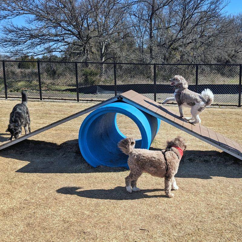Wylie Dog Park - Everett, Washington