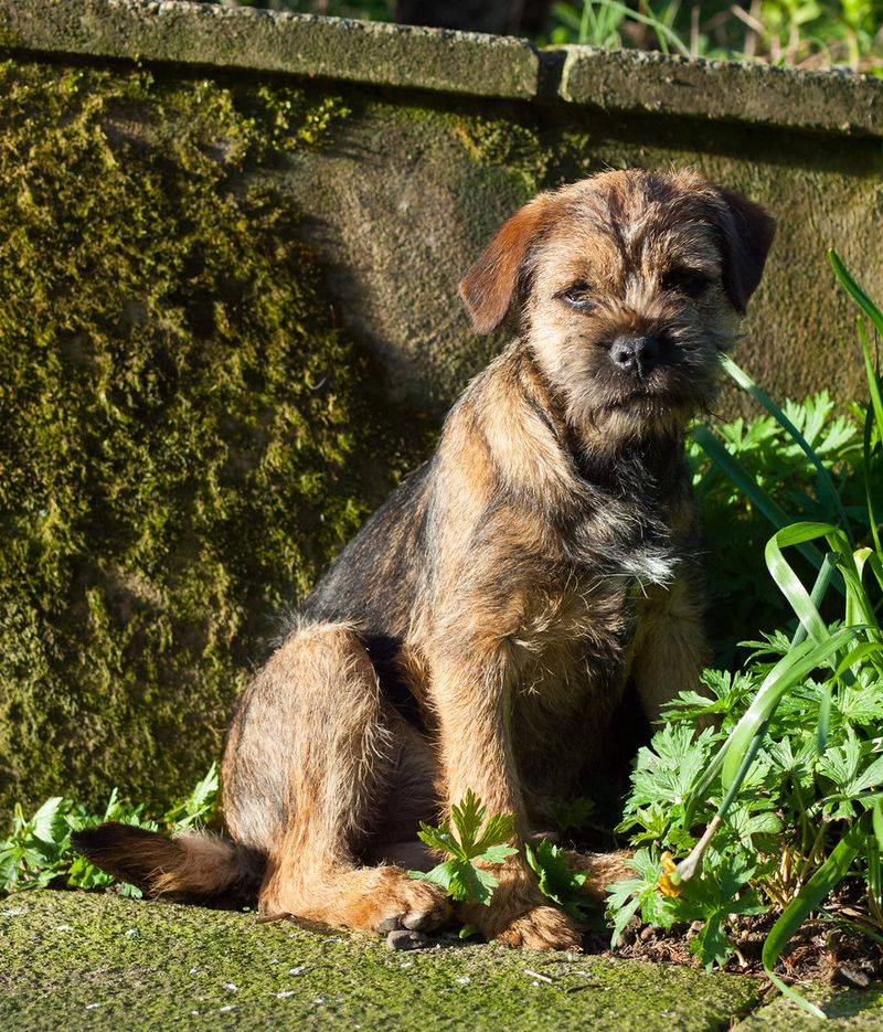 Border Terrier