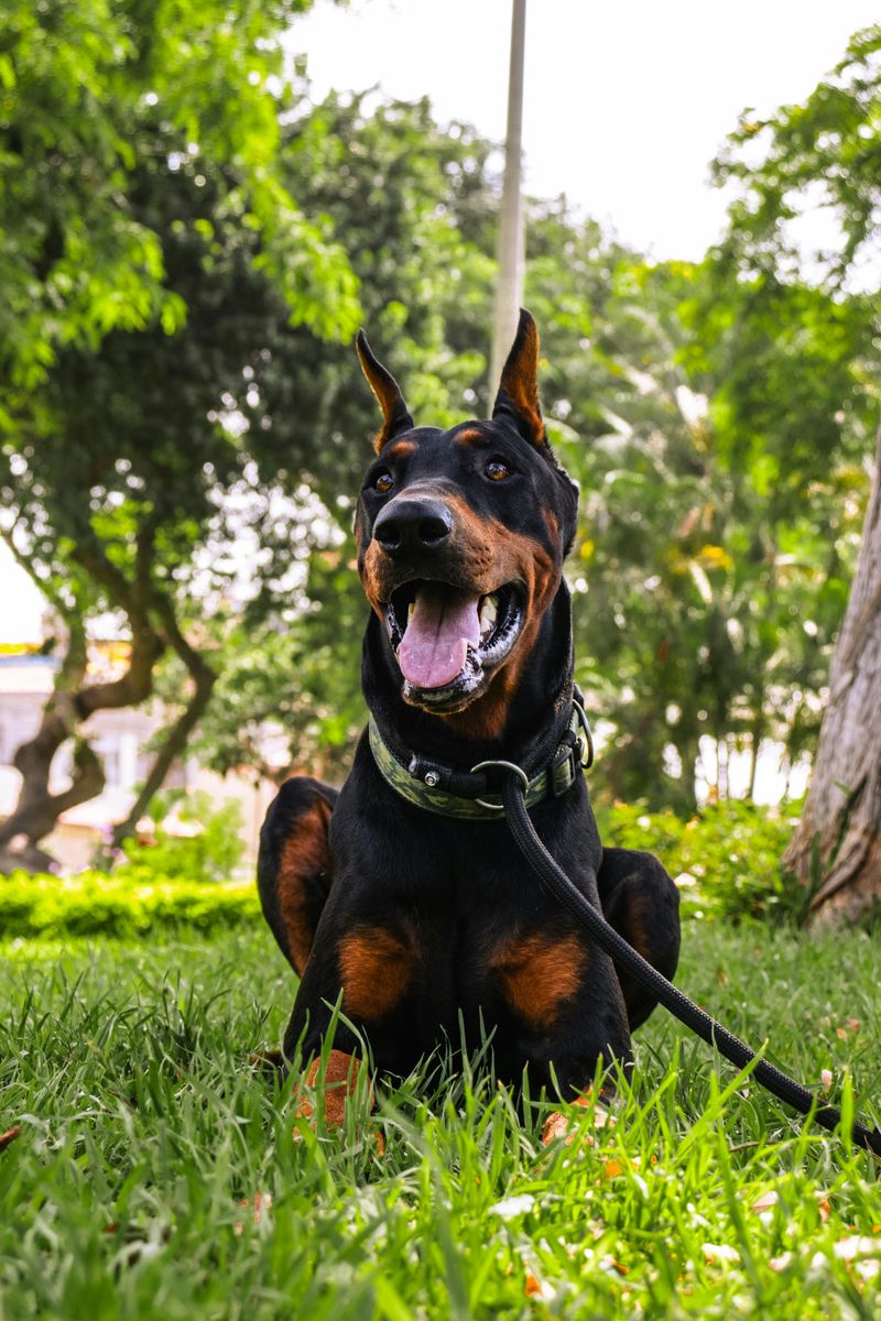 11 fearless dog breeds ever known, plus 3 steady and dependable breeds 6 Doberman Pinscher