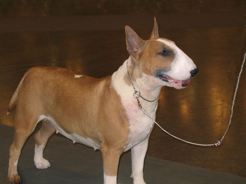 11 ugly dog breeds people end up loving more than expected 7 Bull Terrier