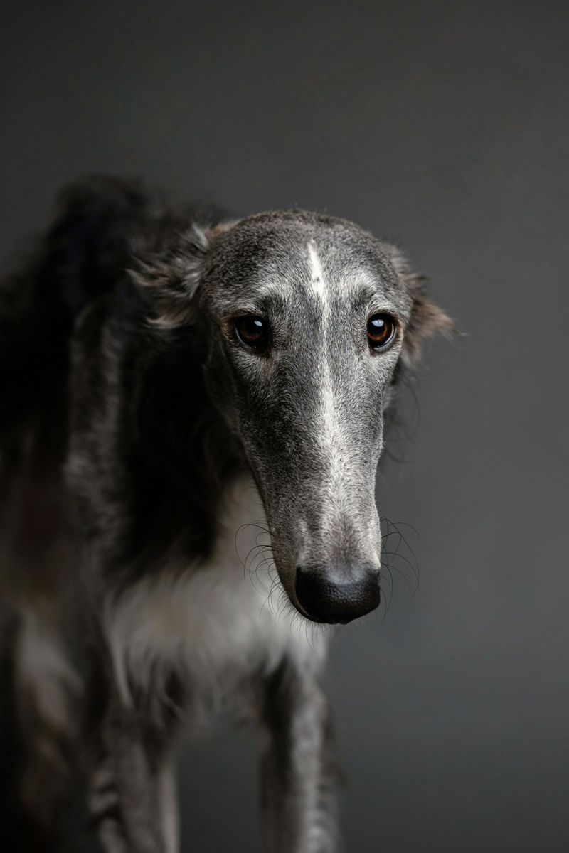 16 dog breeds that love you deeply without acting clingy 13 Borzoi