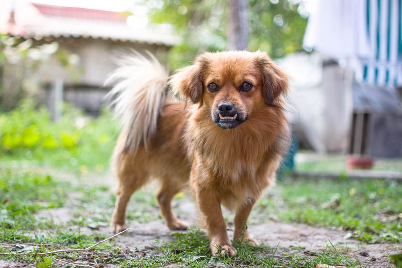Tibetan Spaniel