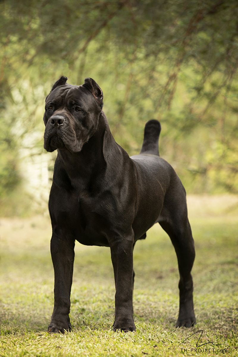 13 dog breeds people rush to adopt and quietly give up on later 11 Cane Corso