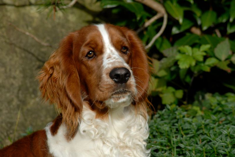 Owners who value consistency often return to these dog breeds again and again 12 Welsh Springer Spaniel